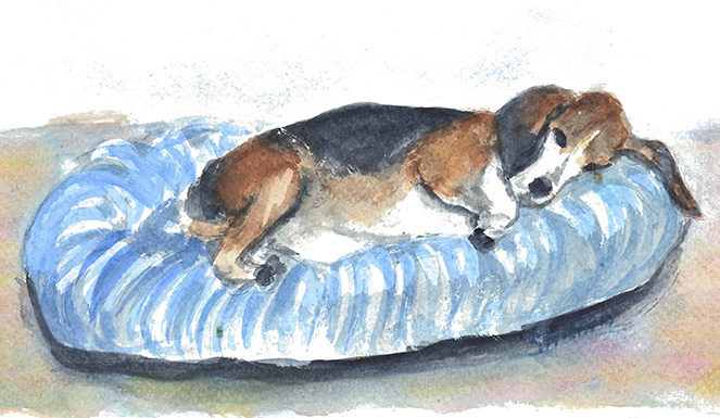 Beagle Sleeping