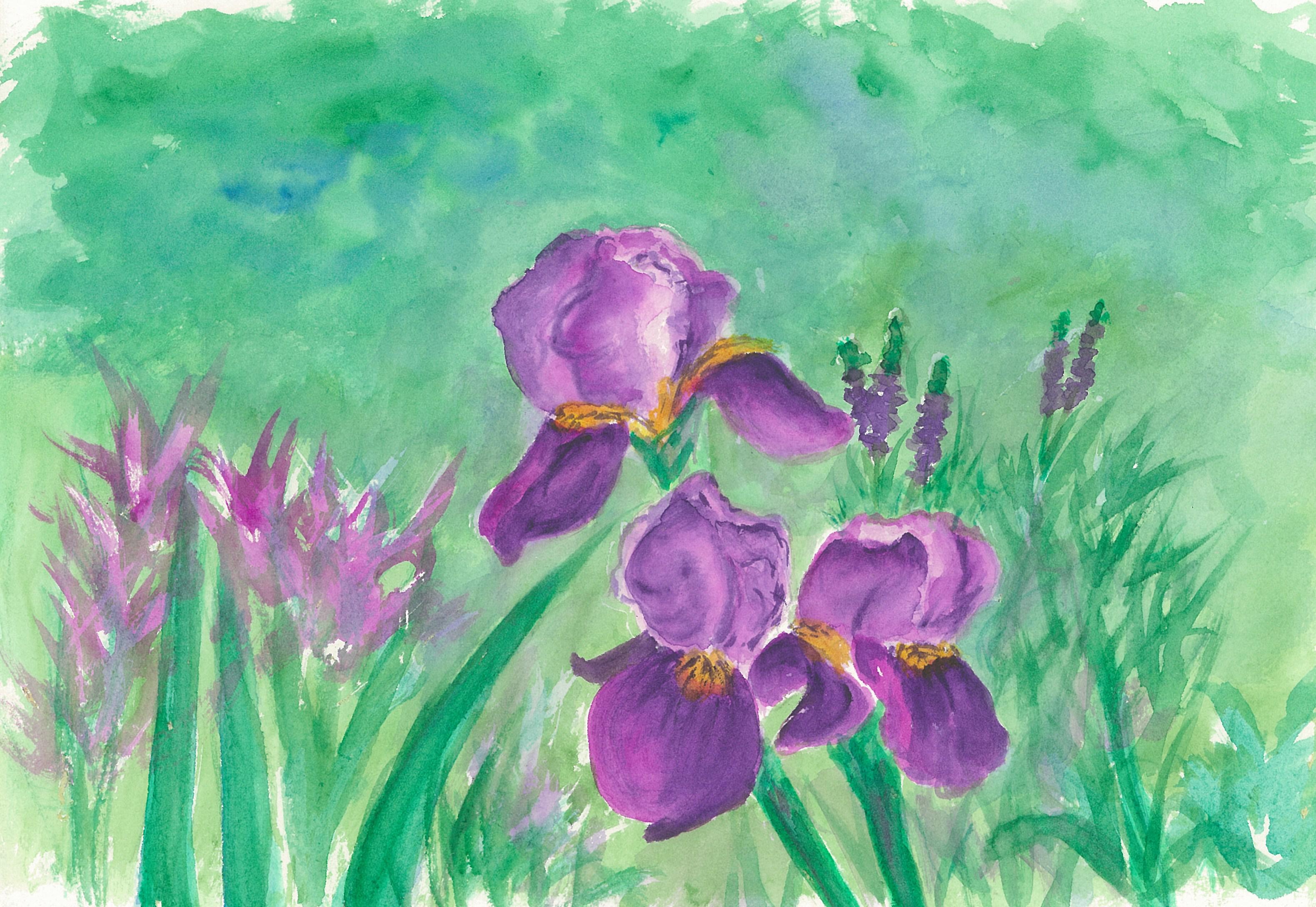 Irises